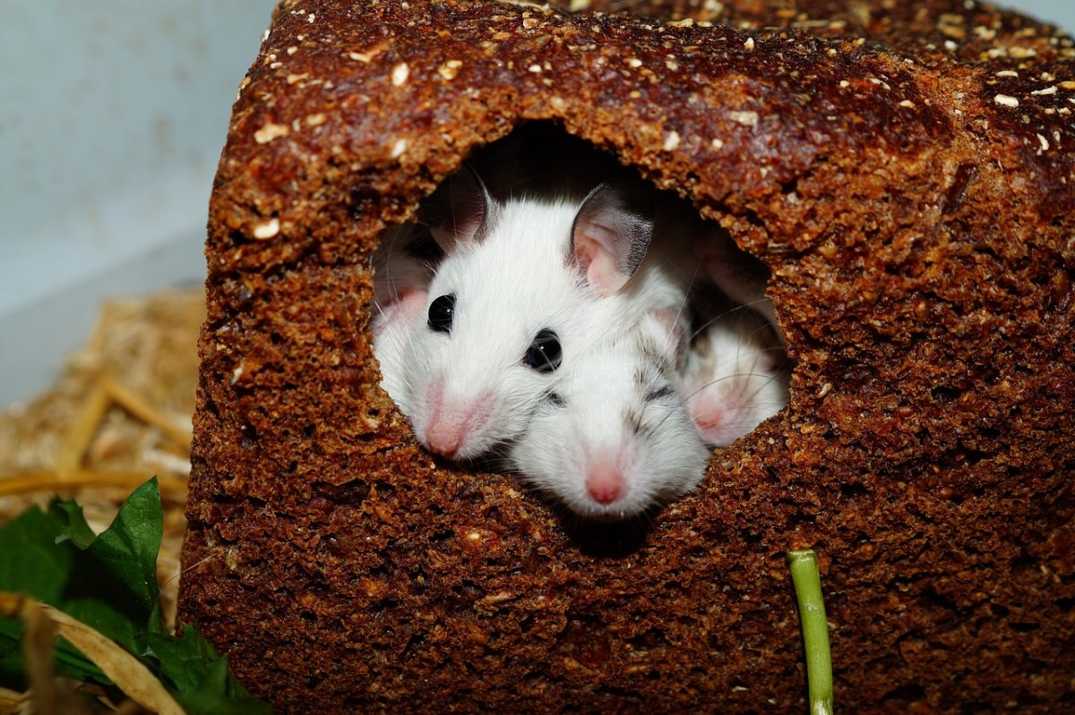 Хомяк Песчанка