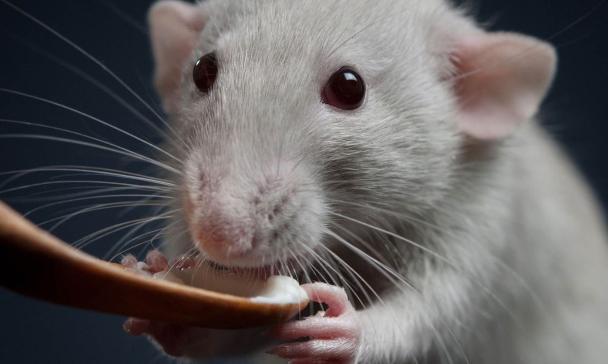 Крыса Дамбо голубая норка