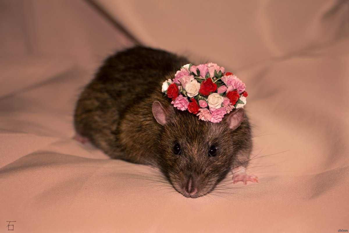 Няшные крыски