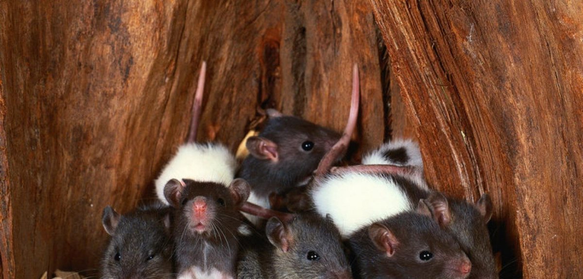 Много домашних крыс