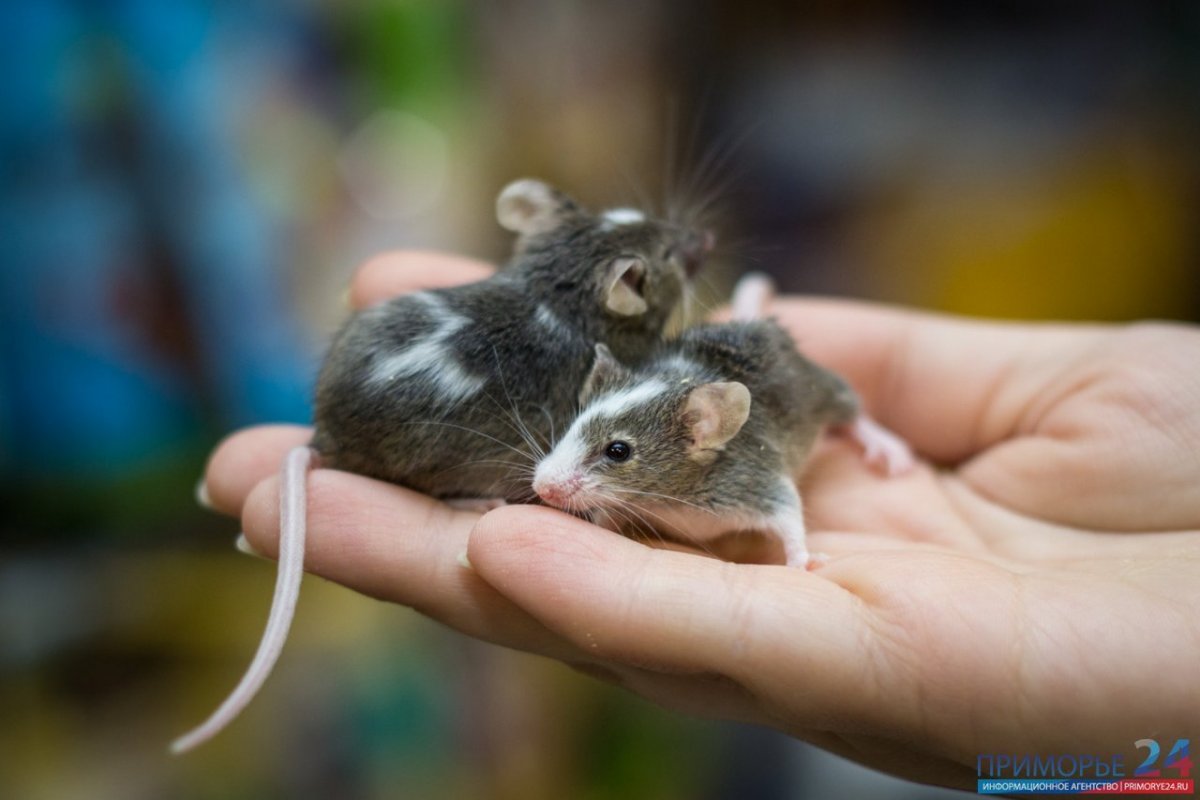 Маленькие декоративные мышки