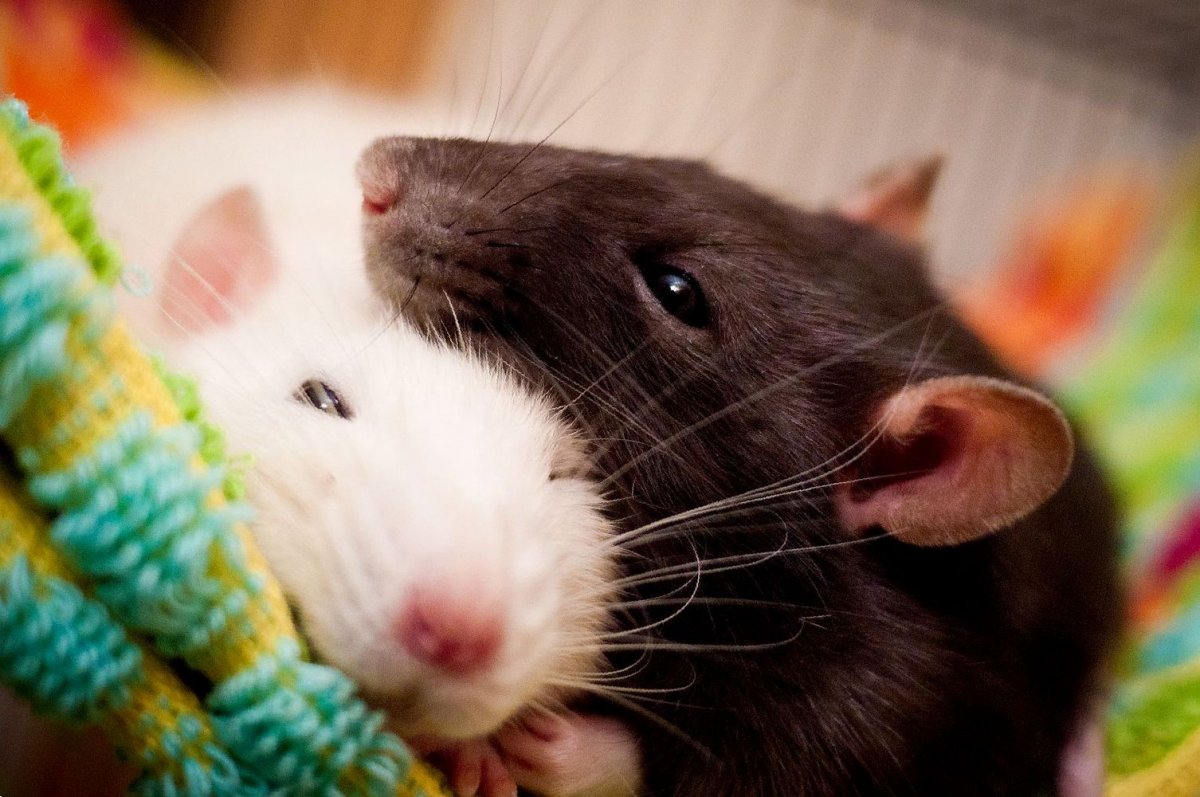 Ушастые крысы Дамбо