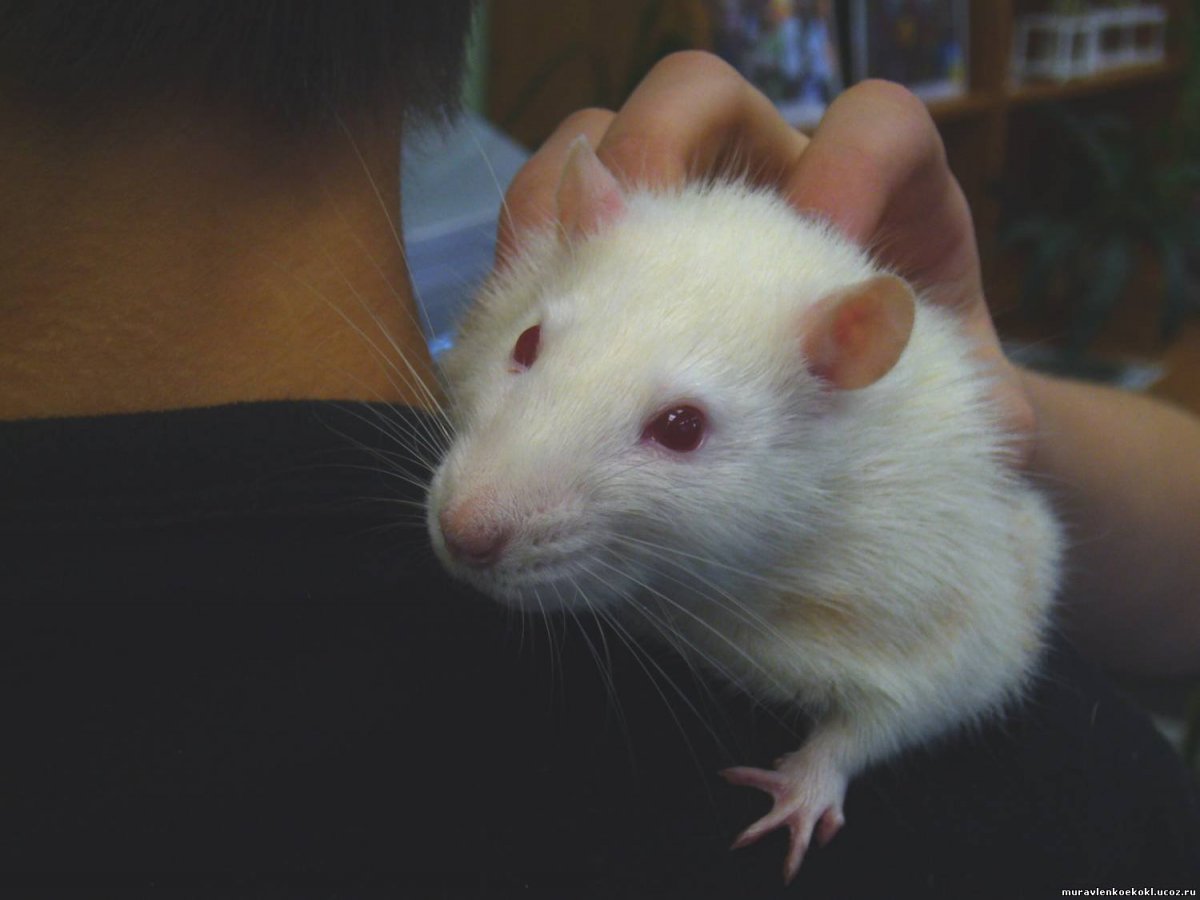 Хомяк альбинос