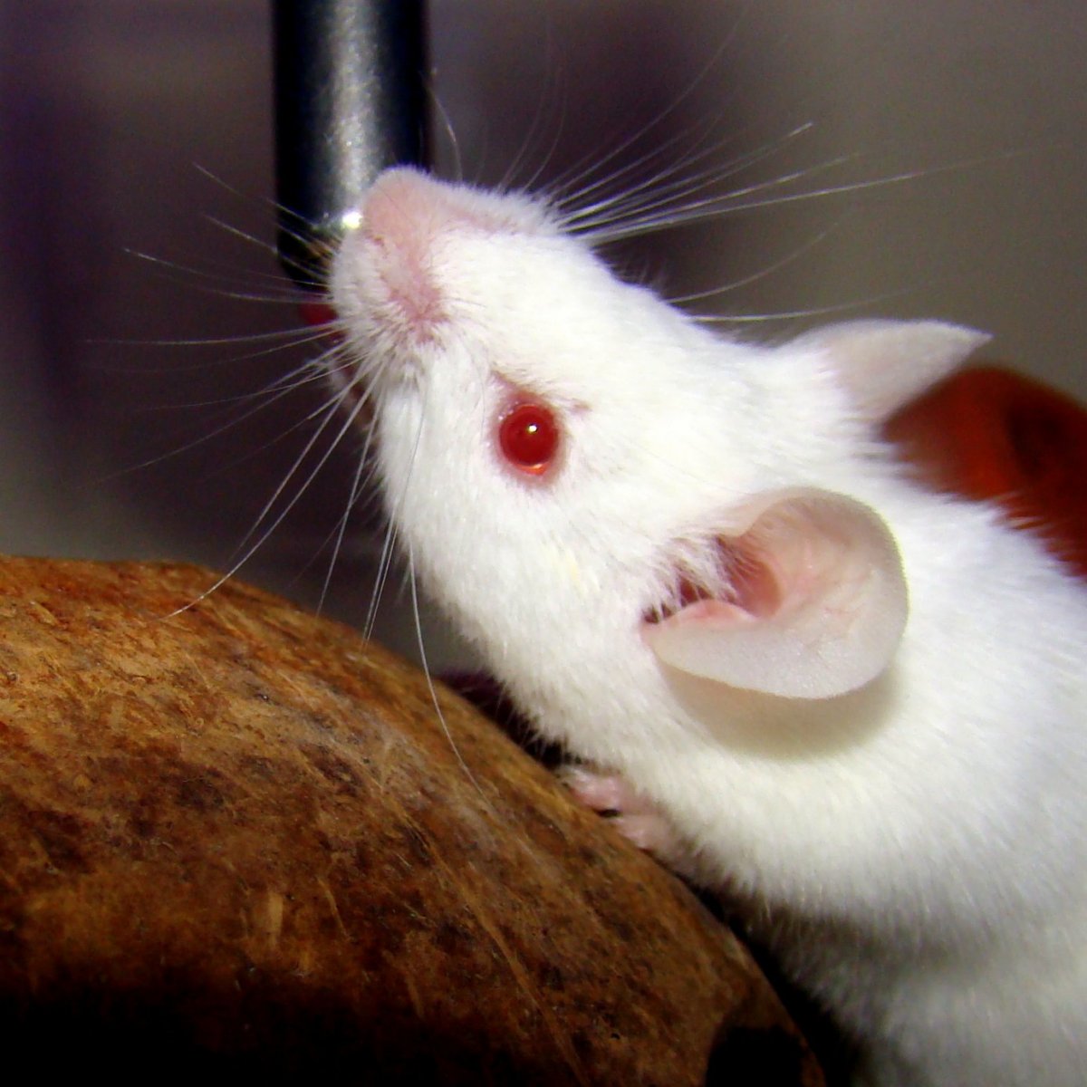 Крыса Дамбо с красными глазами