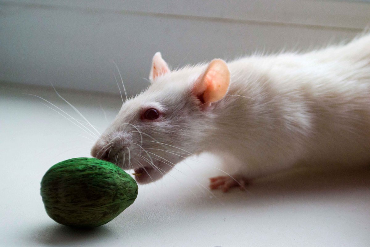 Злая белая крыса