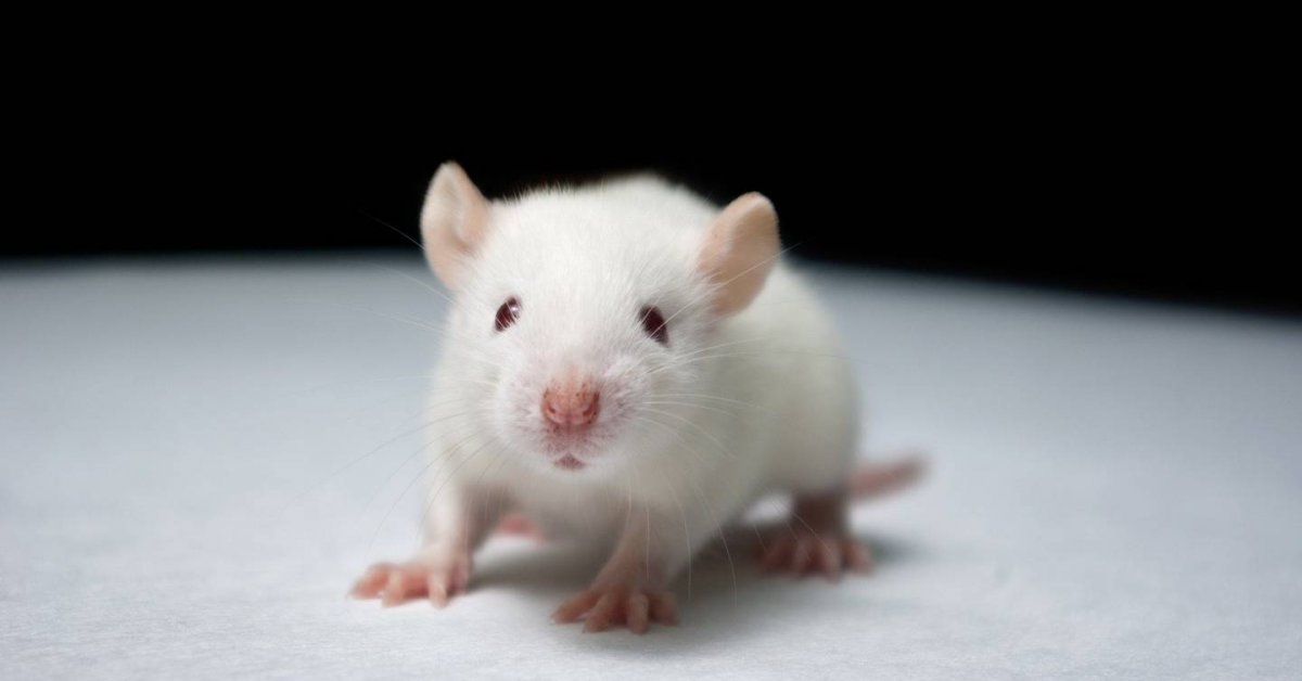Белая мышь