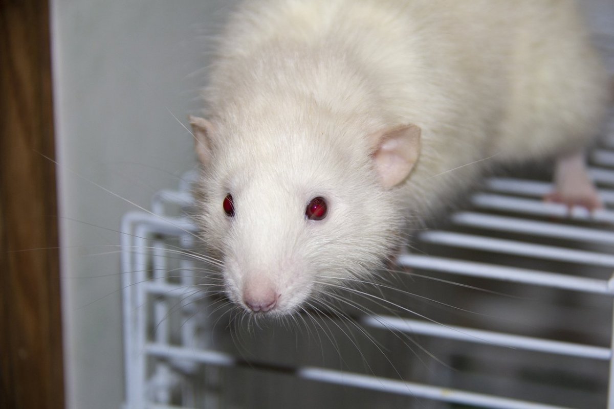 Крысы Дамбо рекс стандарт