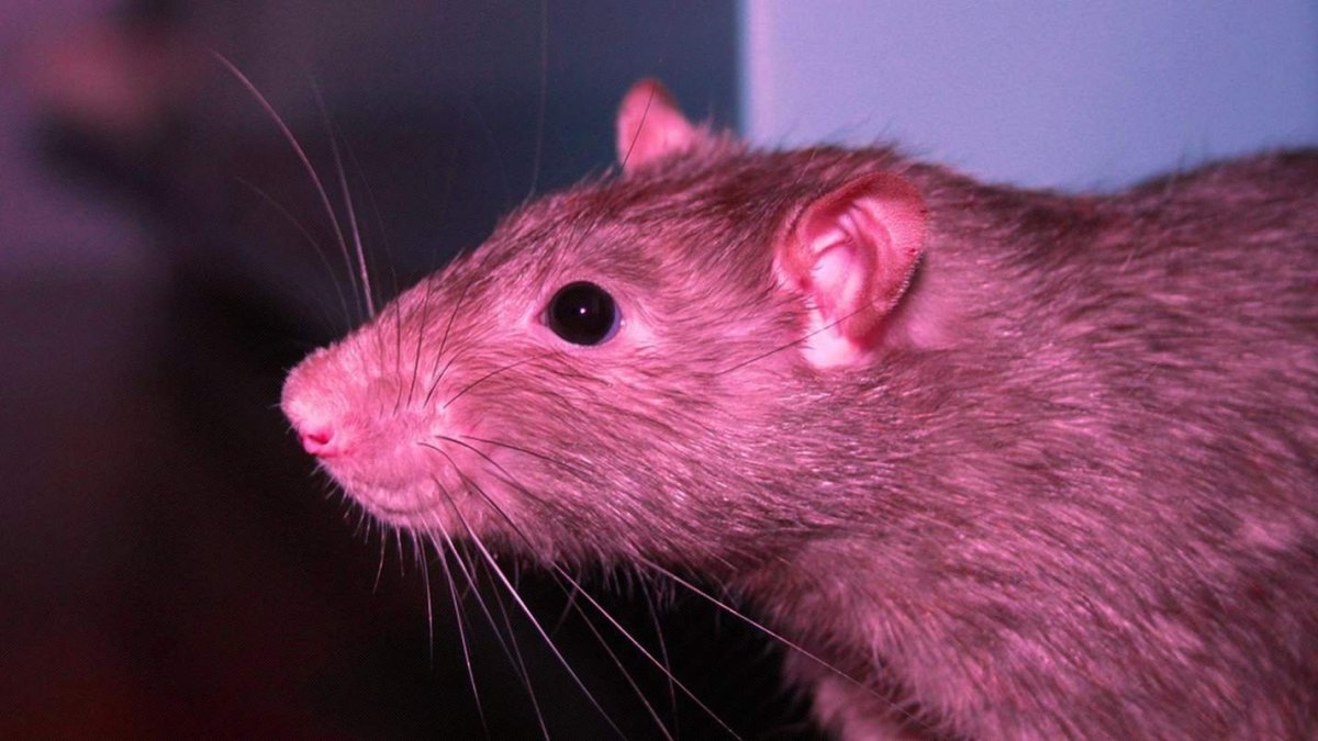 Белая крыса с красными глазами в домашних