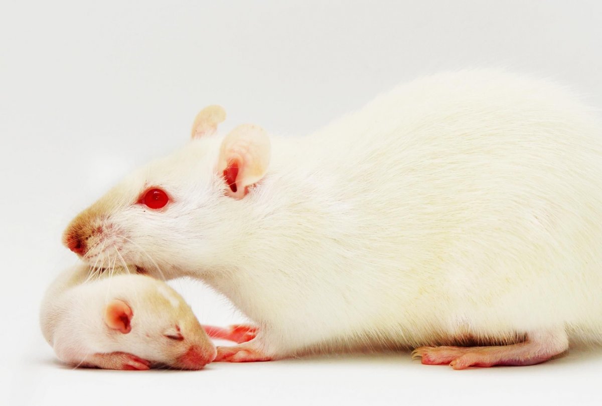 Белая крыса с черными глазами