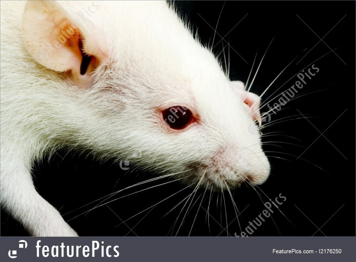 Пушистые крыски Эстетика