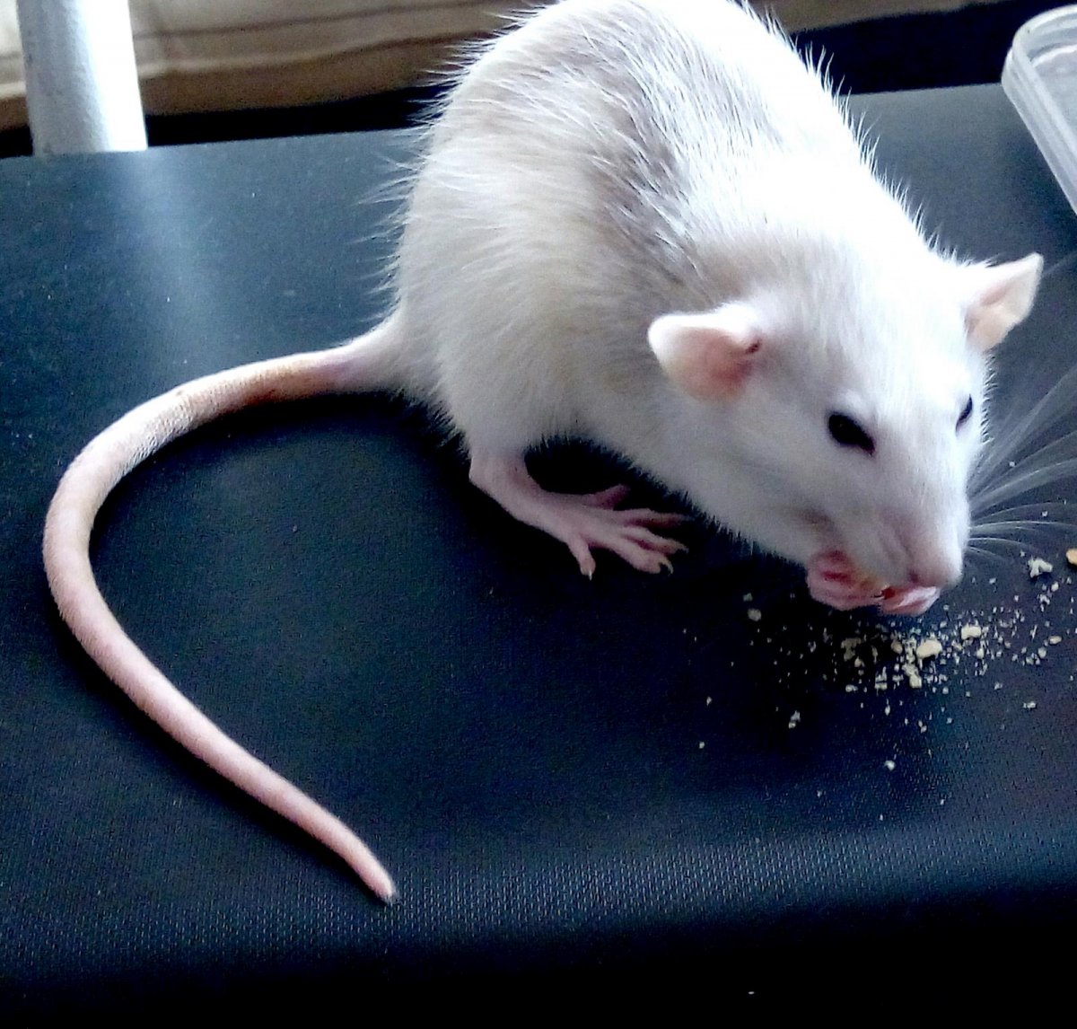 Крыса альбинос