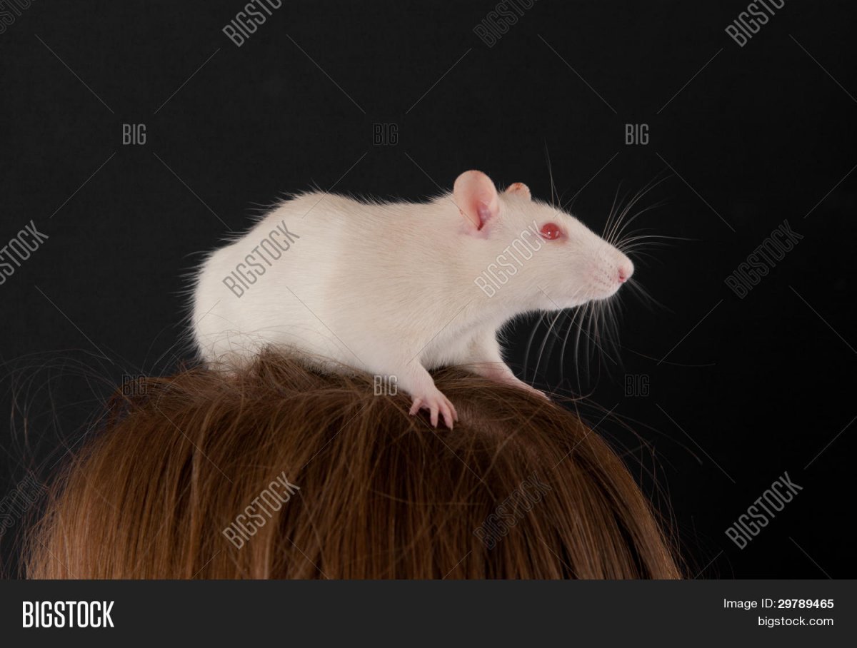 Мышь Песчанка альбинос