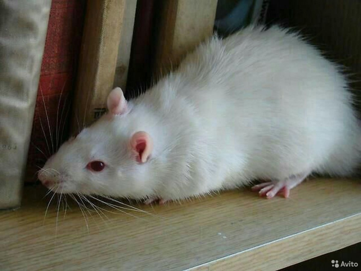 Мышь с красными глазами
