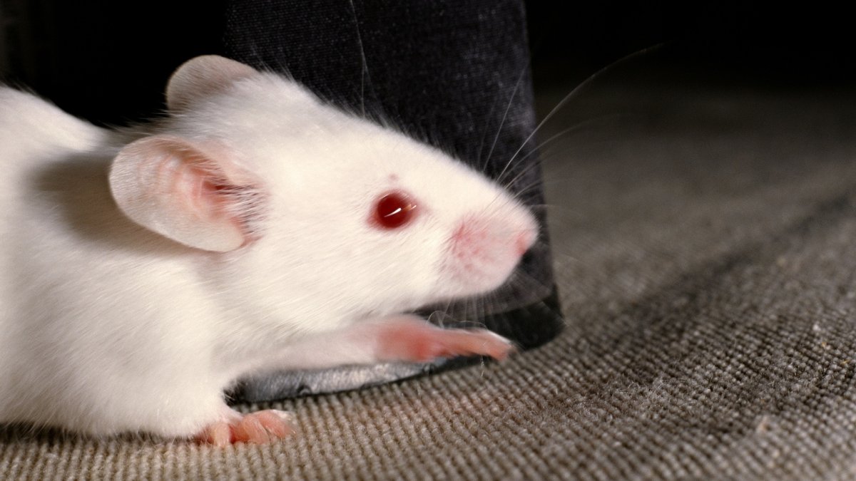 Рыжая крыса