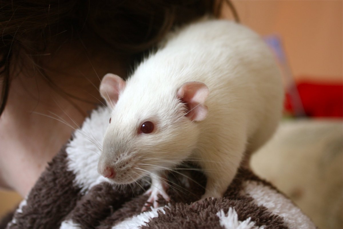 Крысы домашние белые с красными глазами