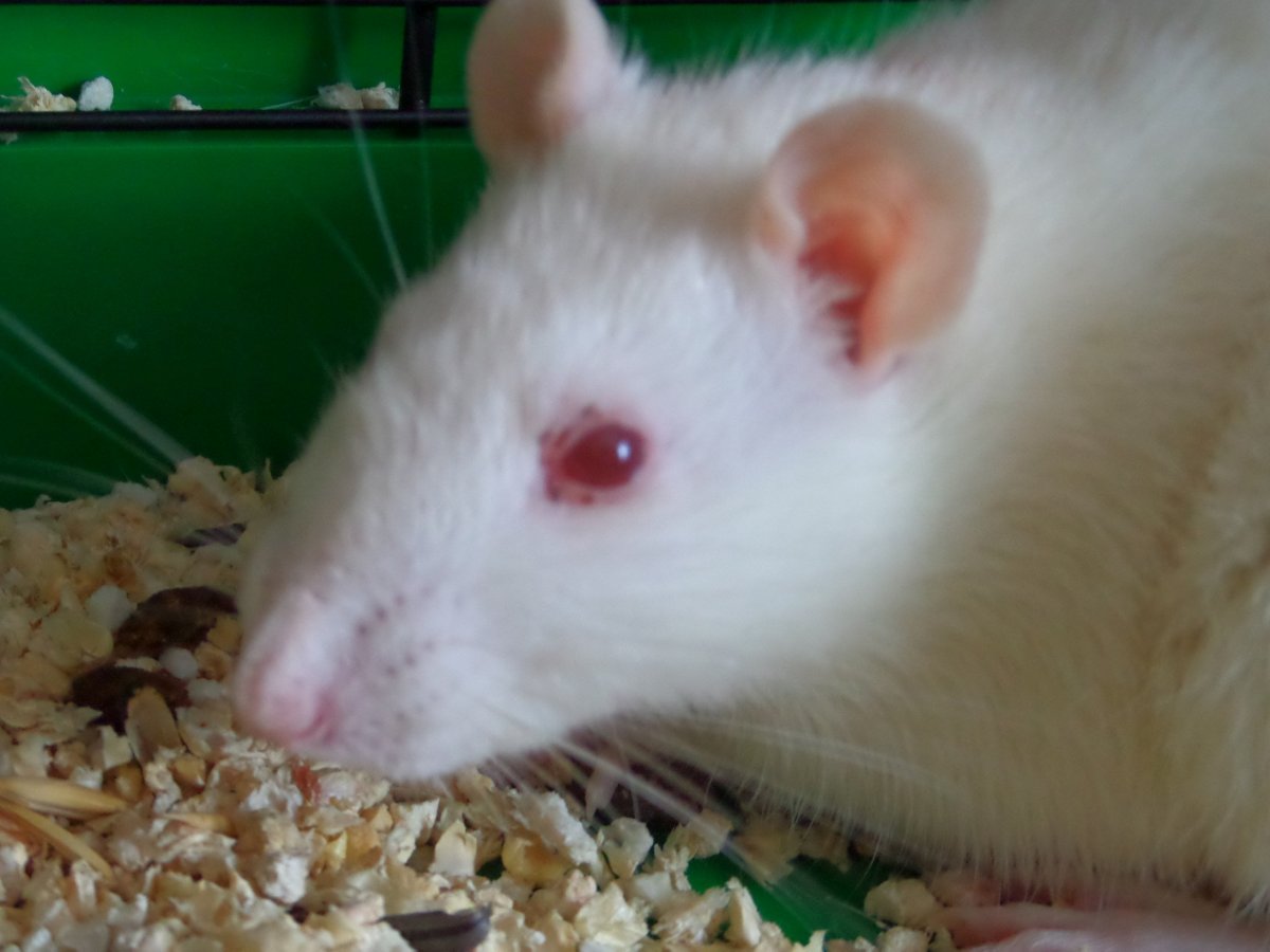 Две крысы с красными глазами