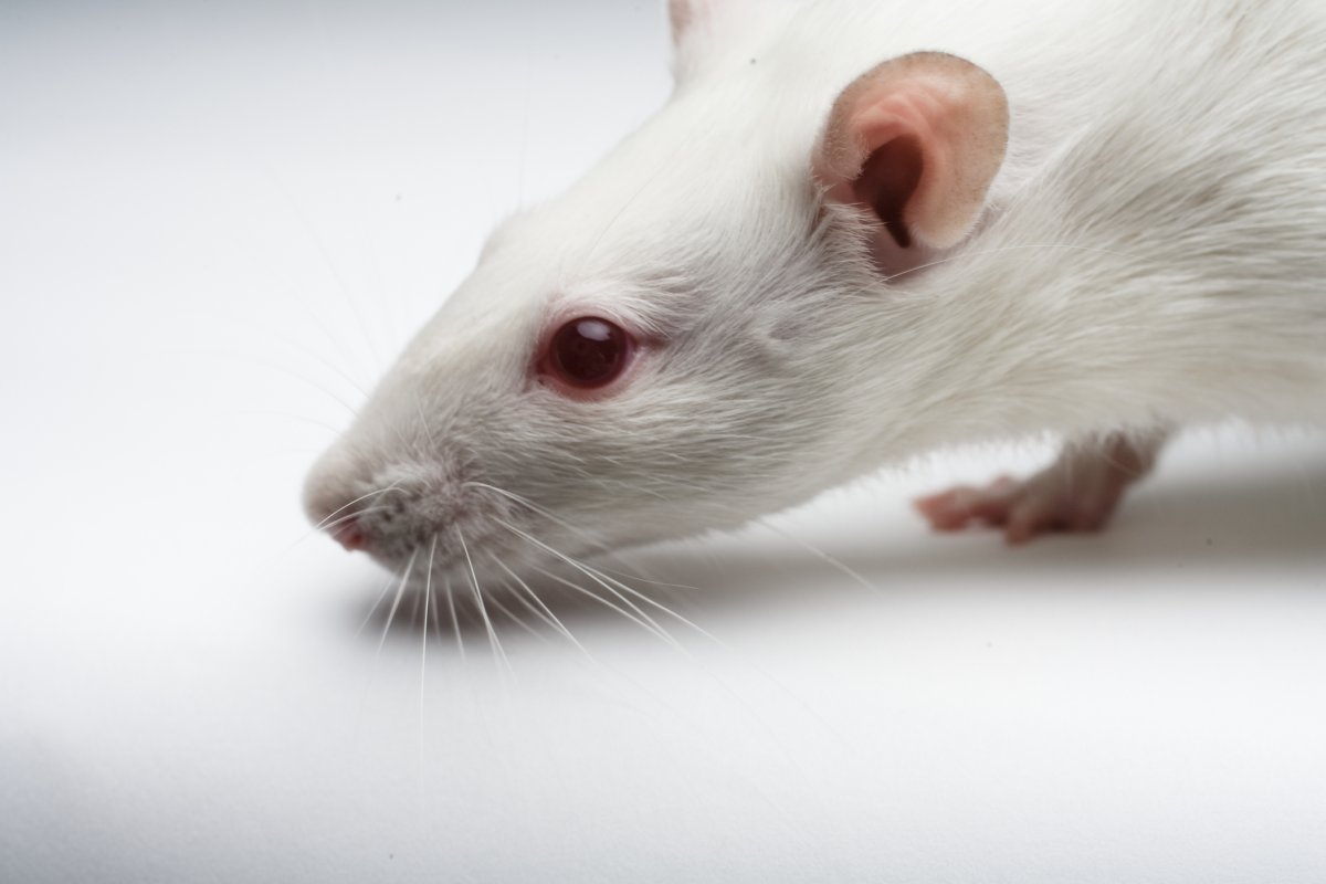 Белая декоративная крыса