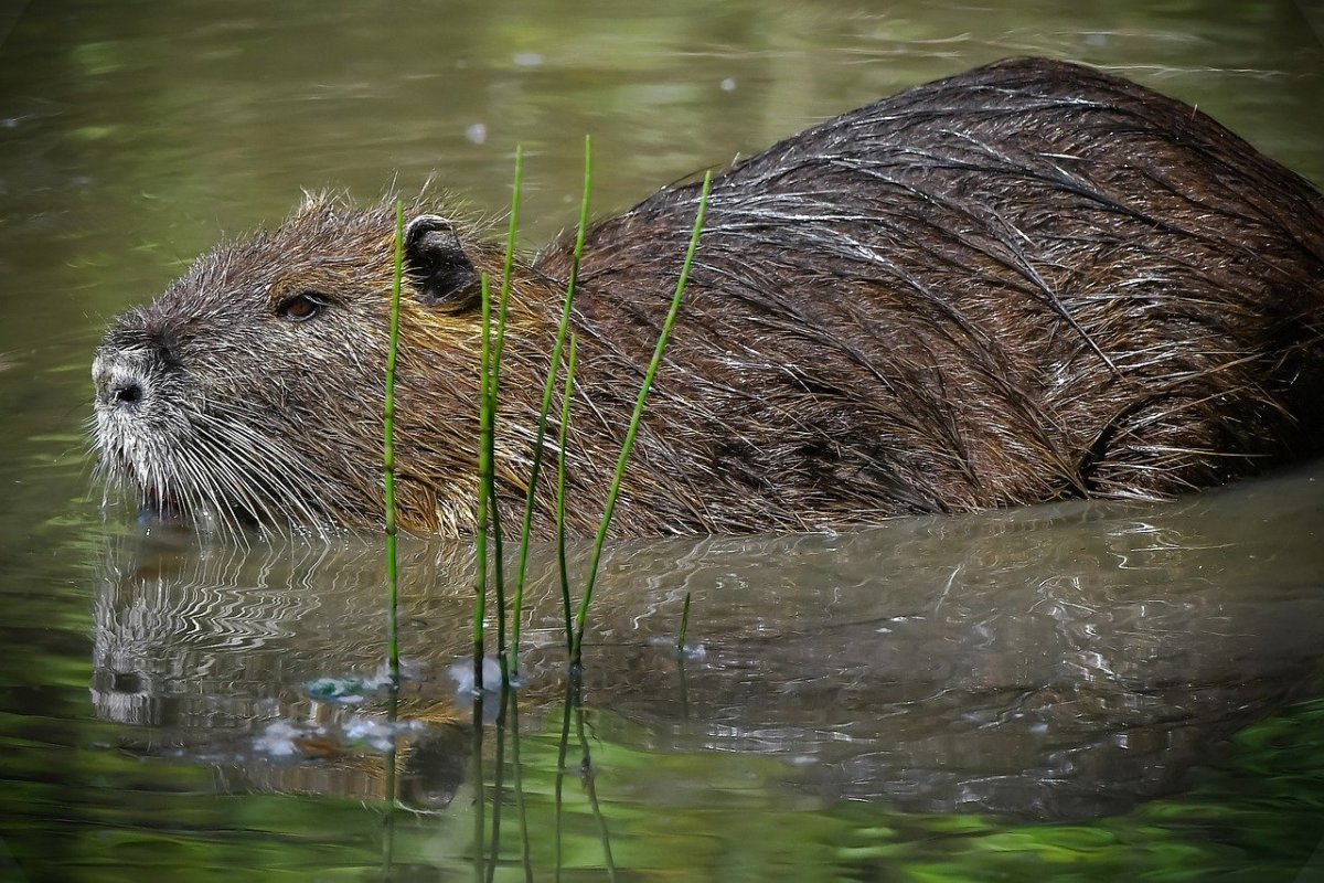 Myocastor coypus нутрия