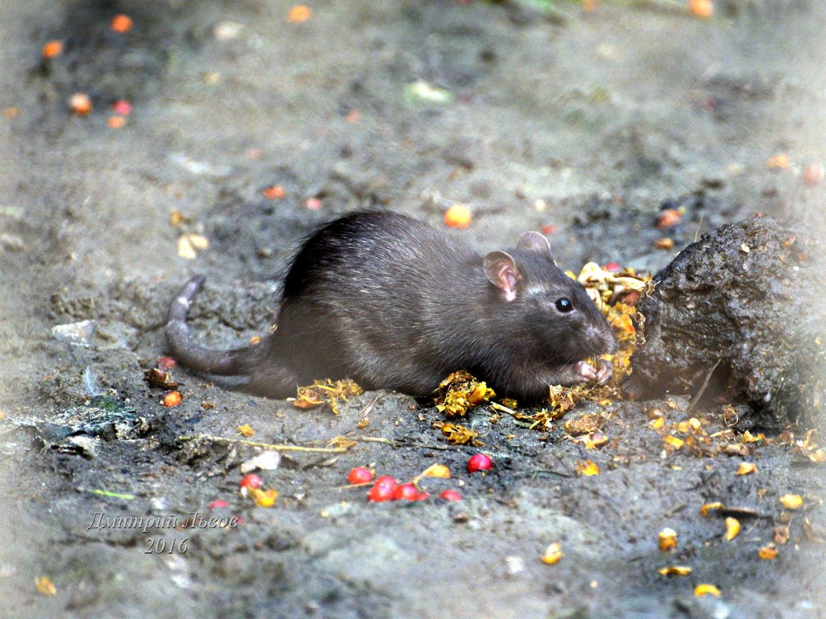 Крыса нутрия