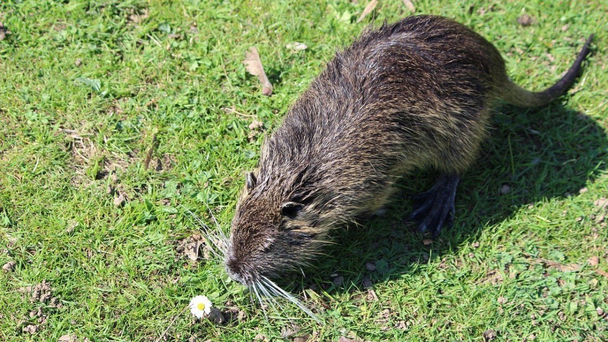 Ондатра животное и нутрия
