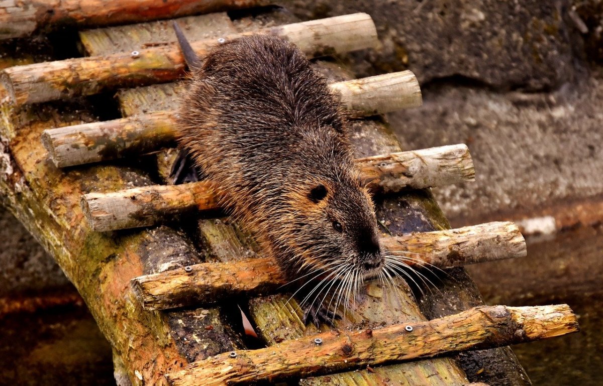Водяная крыса ондатра