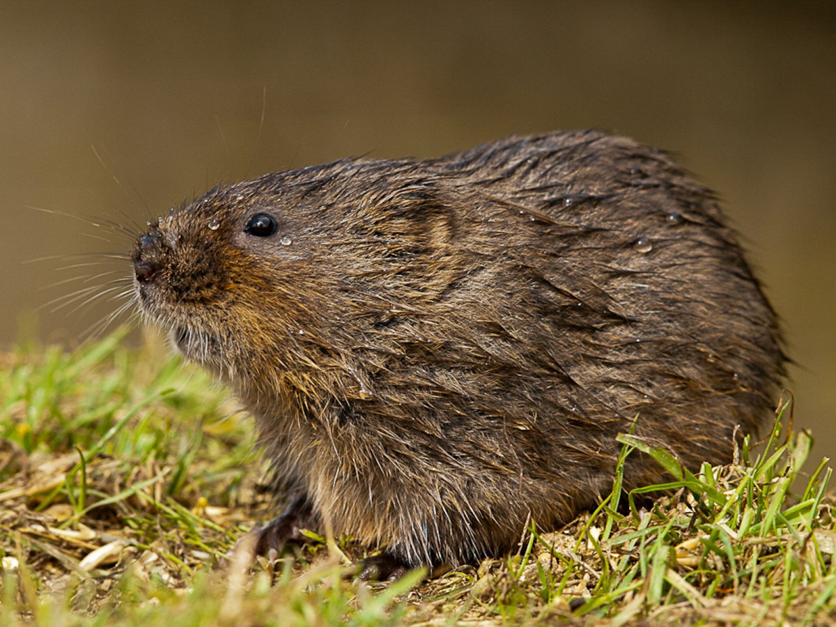 Водяная крыса