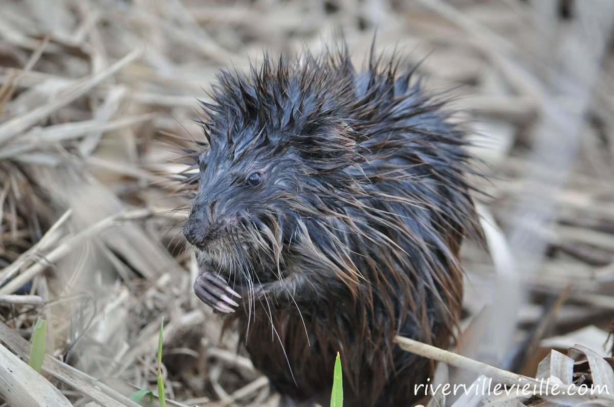 Акациевая крыса