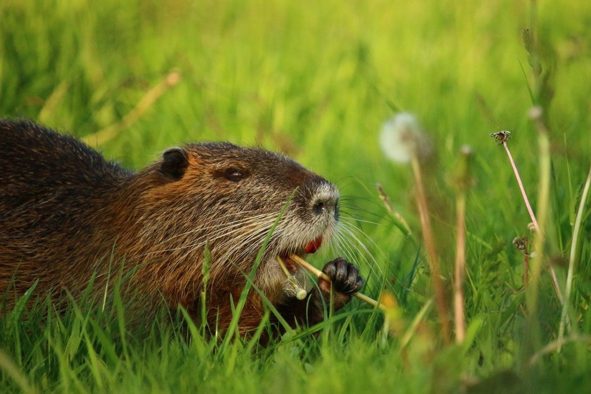 Ондатра черная