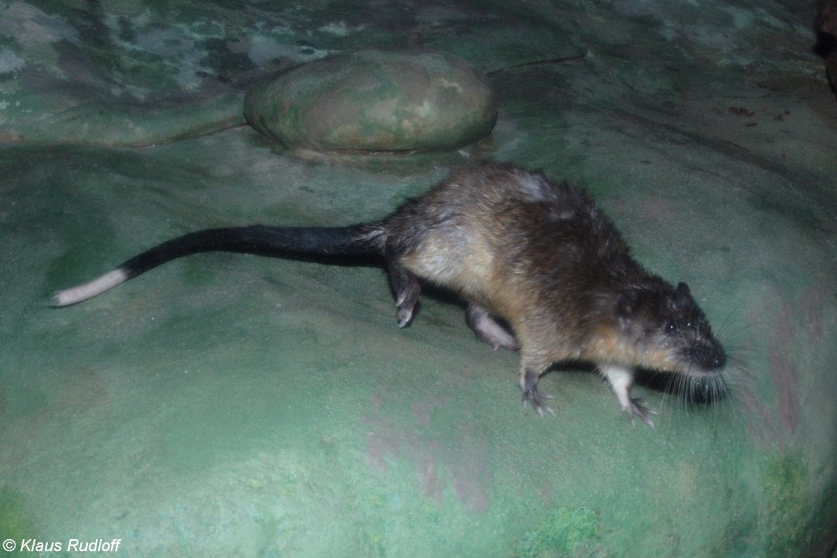 Нутрия ондатра Бобр