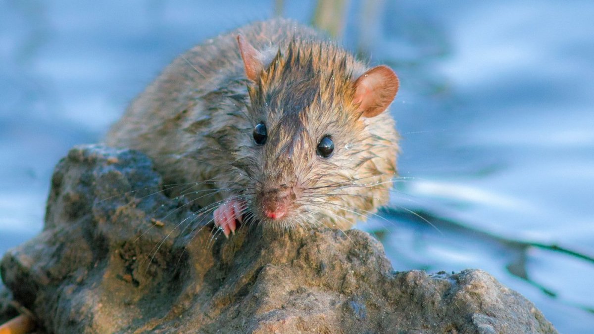 Таёжная крыса