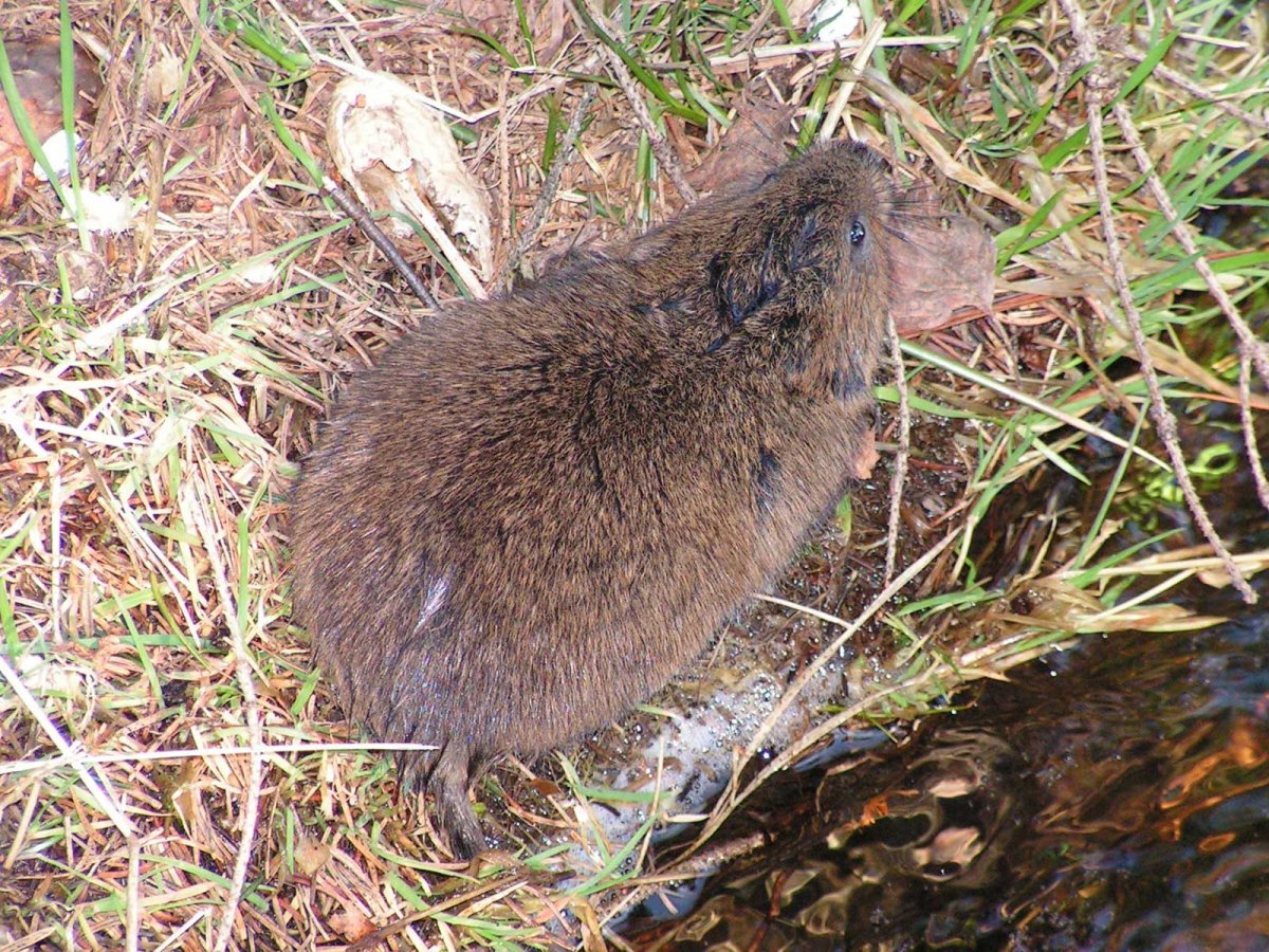 Нутрия и ондатра