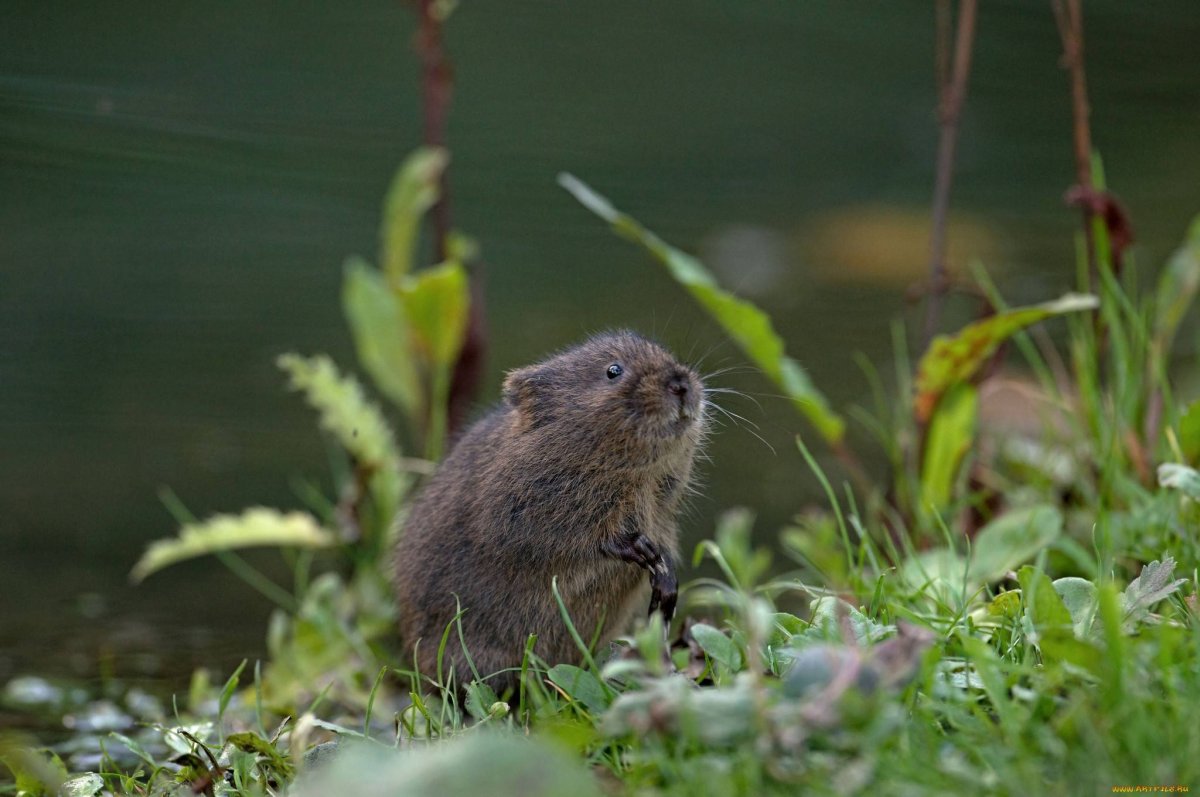 Вискачевая крыса