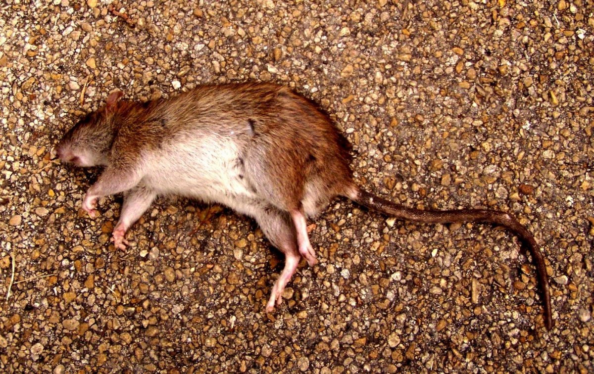 Животное наподобие крысы