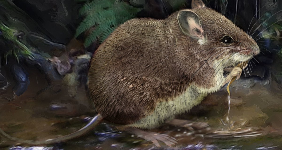 Ондатра мускусная крыса