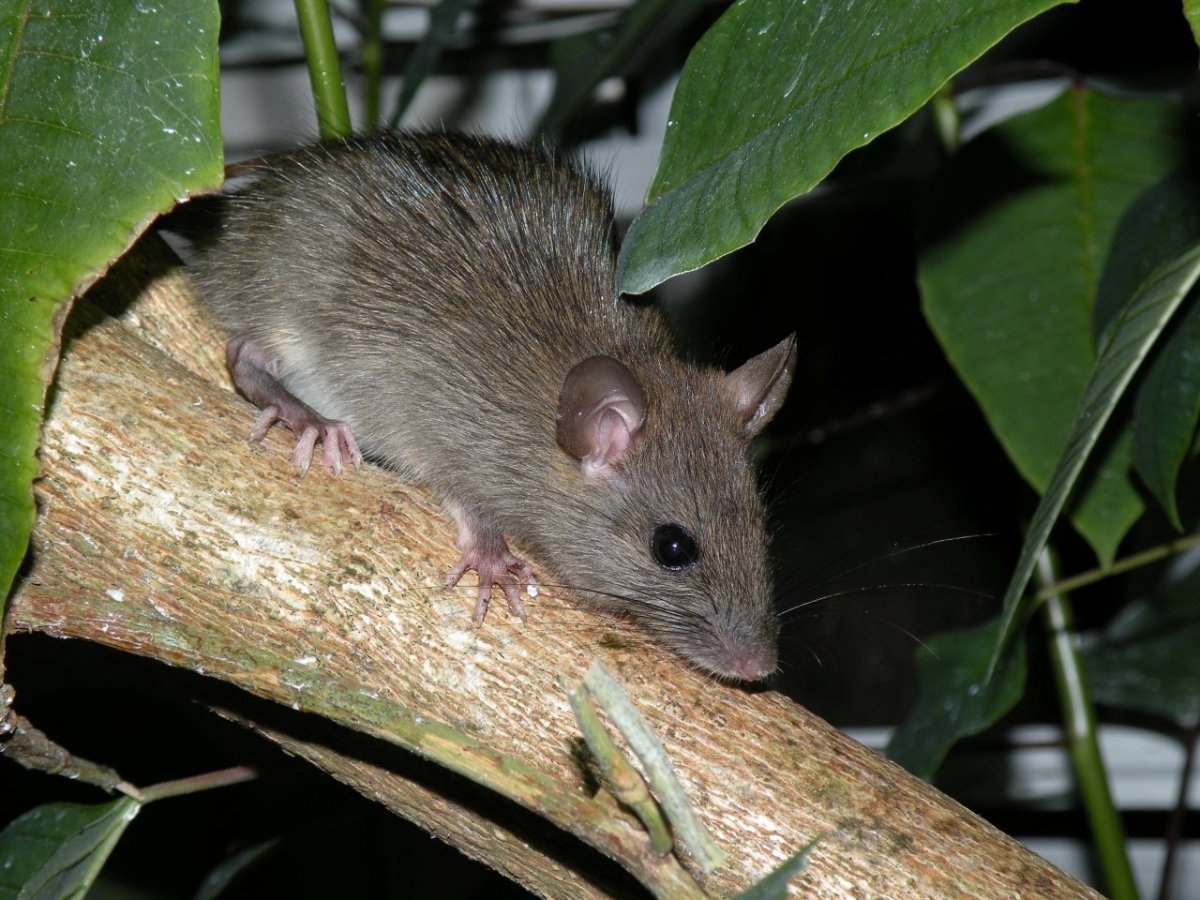 Мускусная кенгуровая крыса