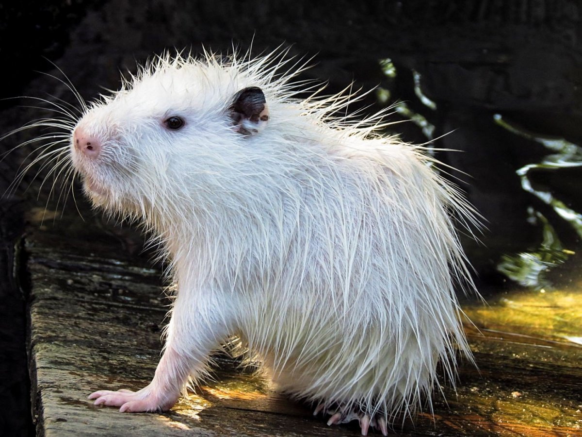 Водоплавающая мышь