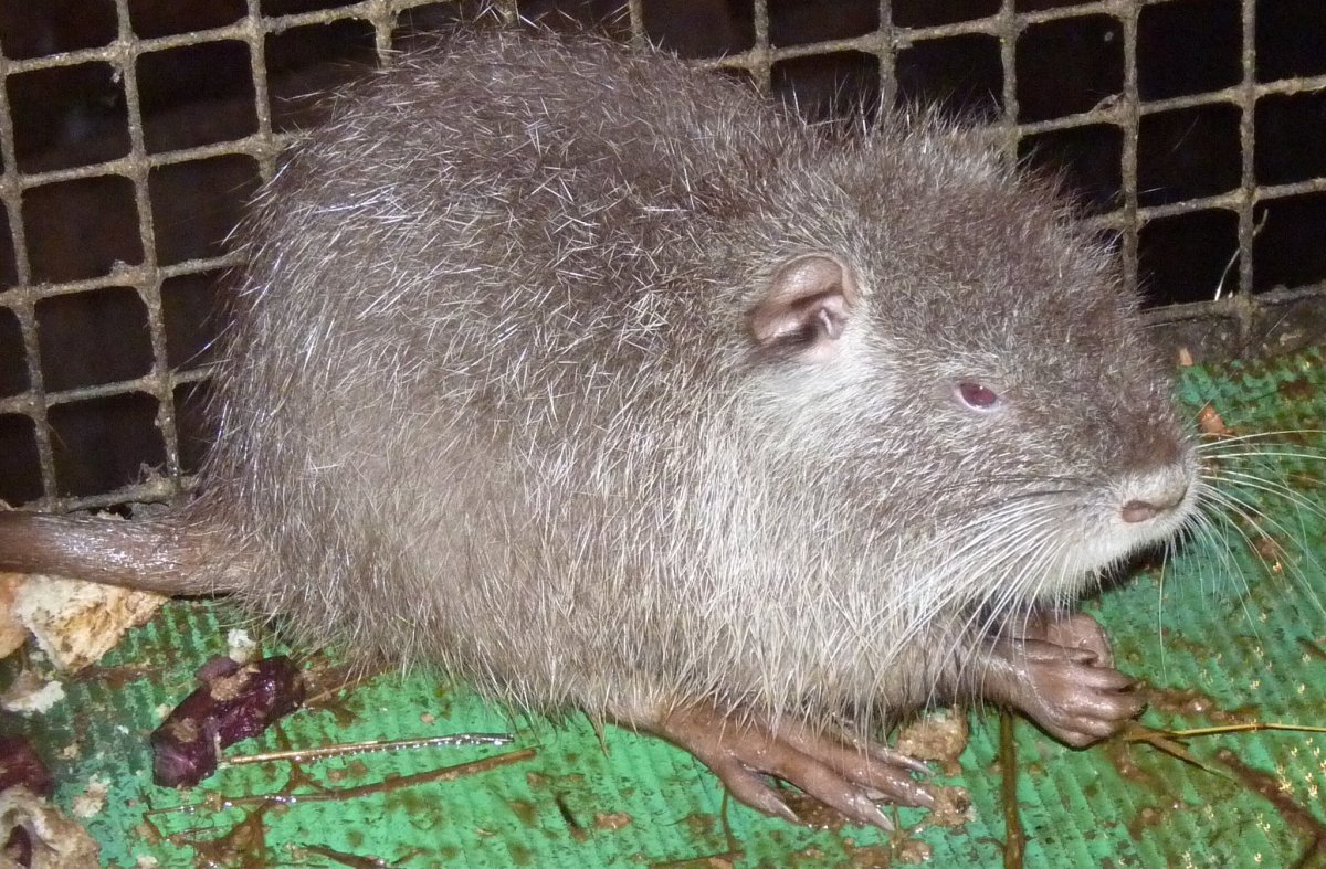 Озерные крысы