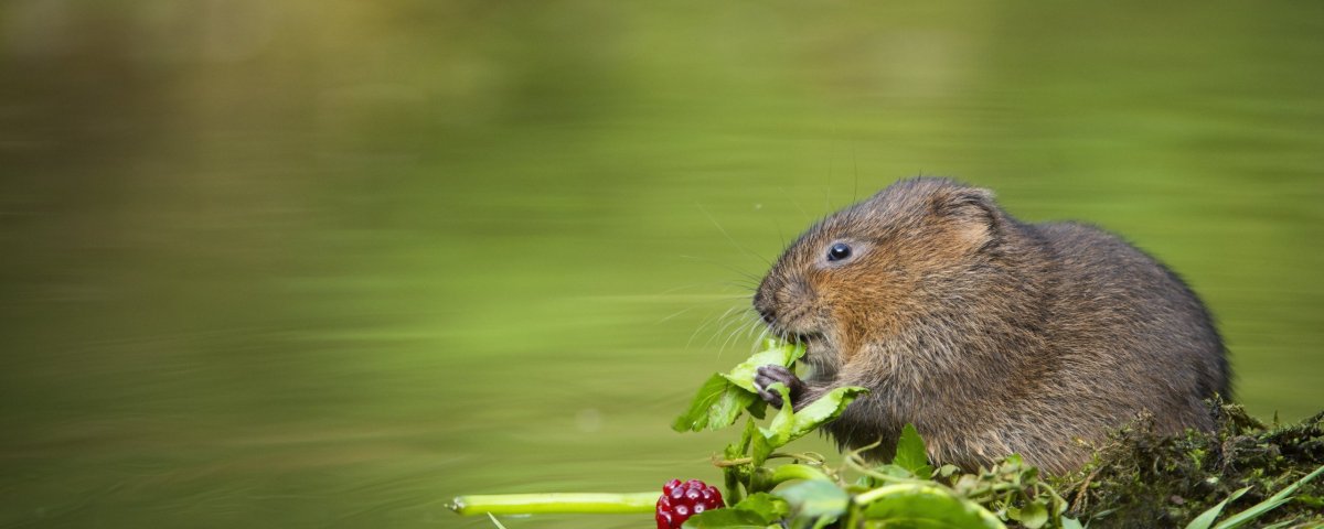 Ондатра Болотная
