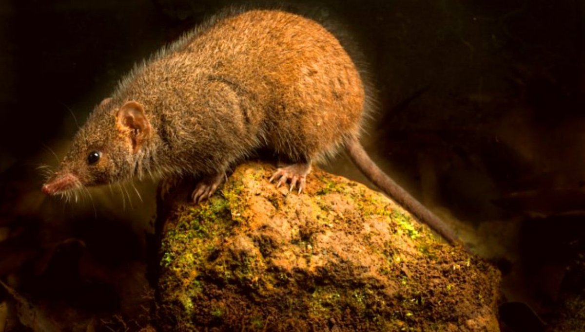 Грызуны в природе