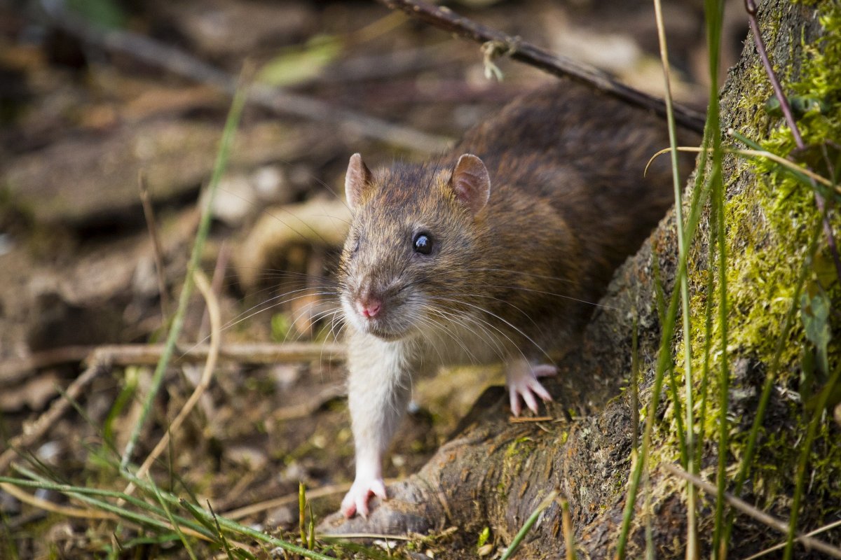 Огромные крысы на Жукова