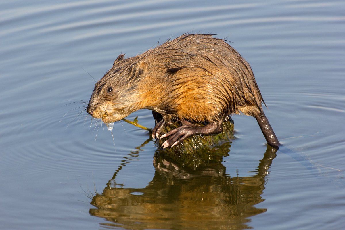 Сумчатая полевка