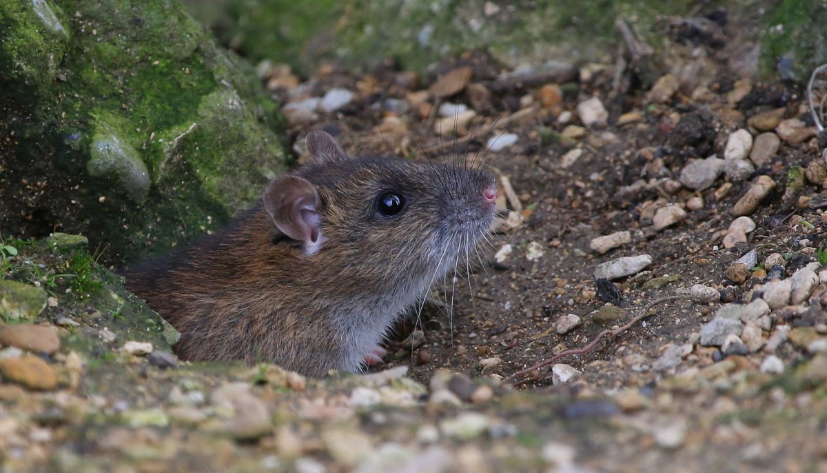Галапагосский рисовый хомяк