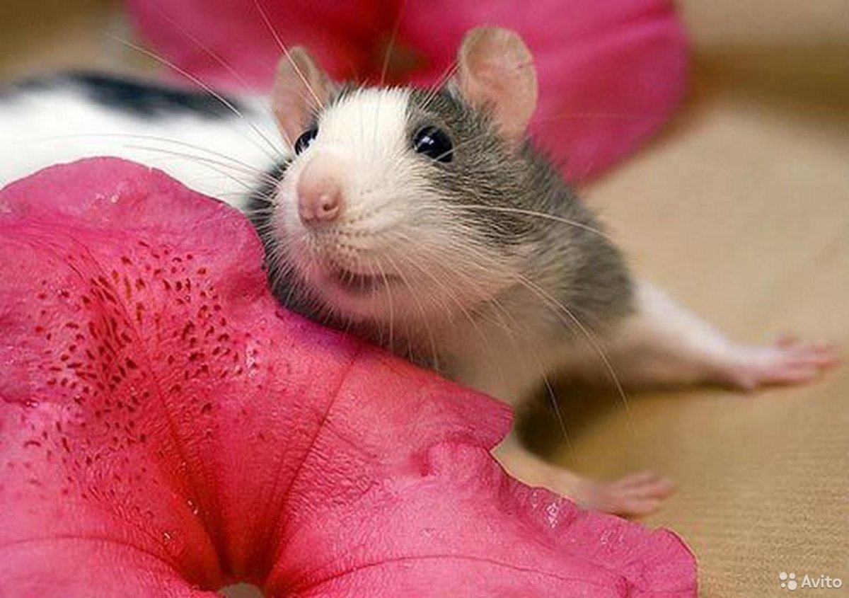 Розовая крыса