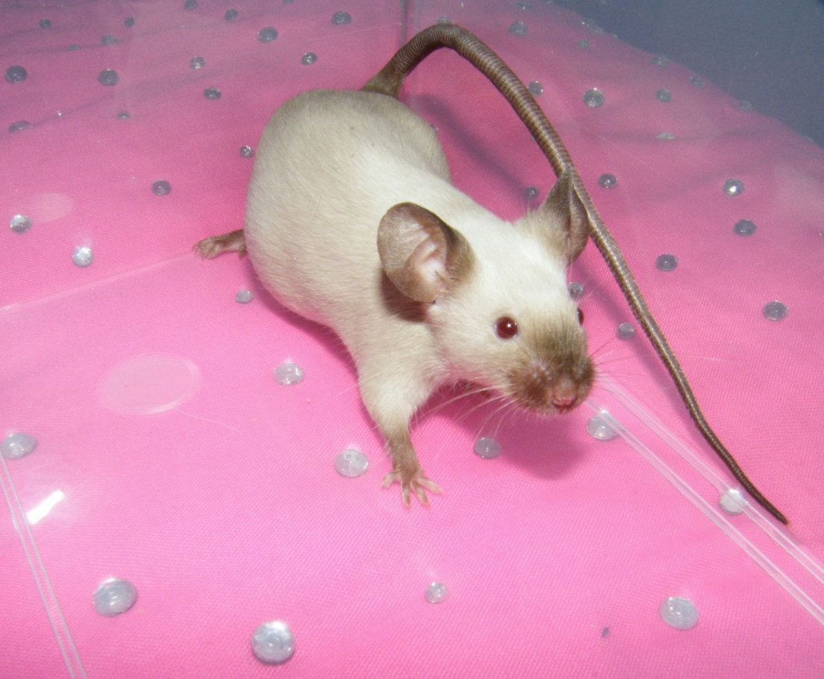 Декоративные крысы Дамбо сфинкс