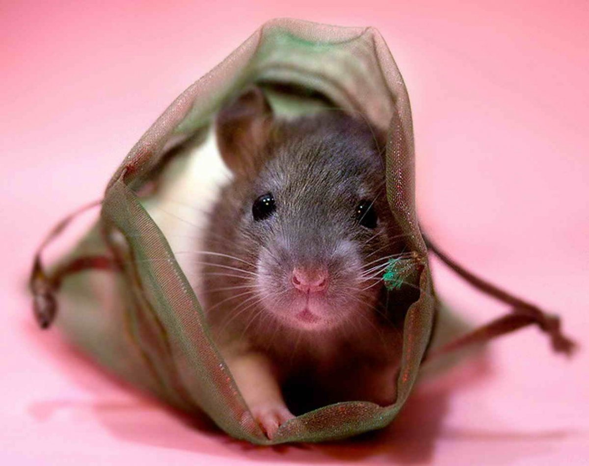 Слепая крыса