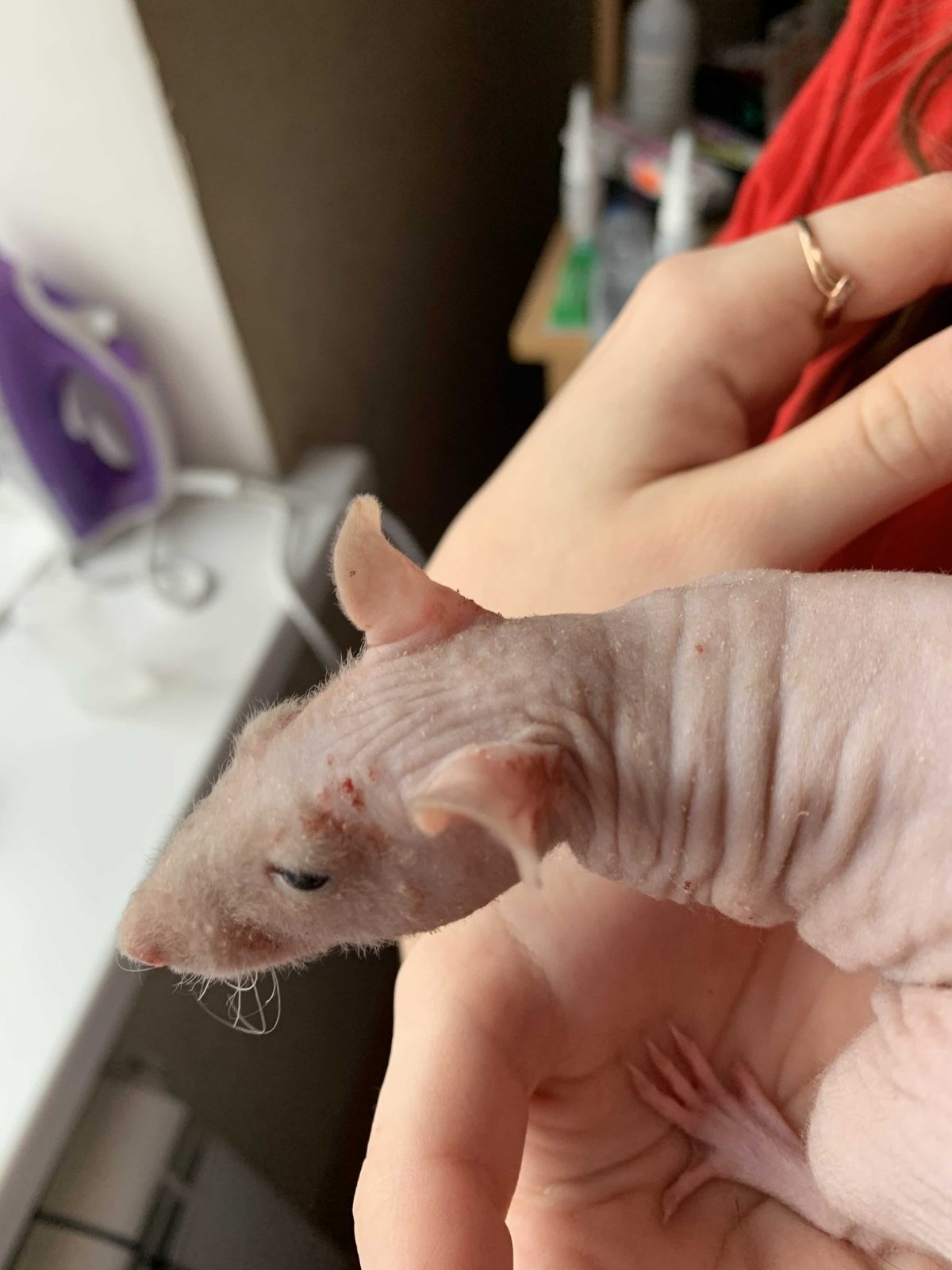 Гигантская Африканская сумчатая крыса