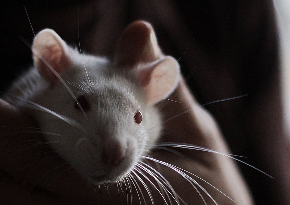 Крыса с розой