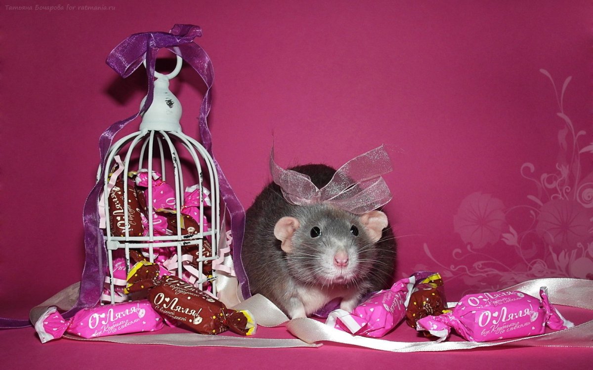 Длиннохвостая Песчанка