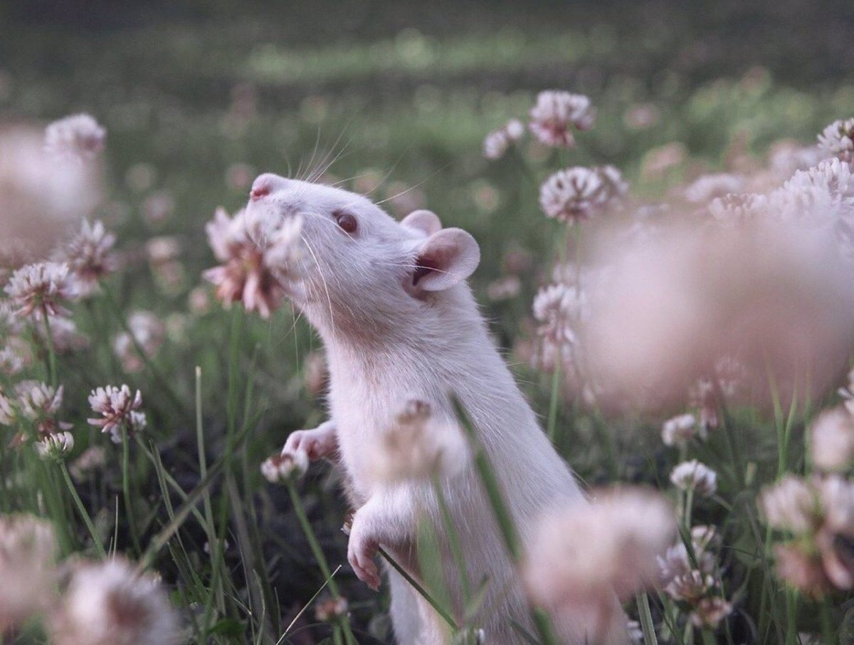 Крыса умиляется