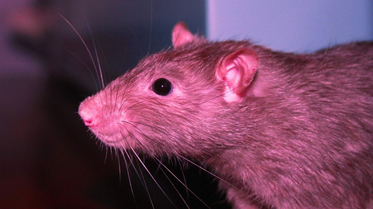 Милая крыса Эстетика